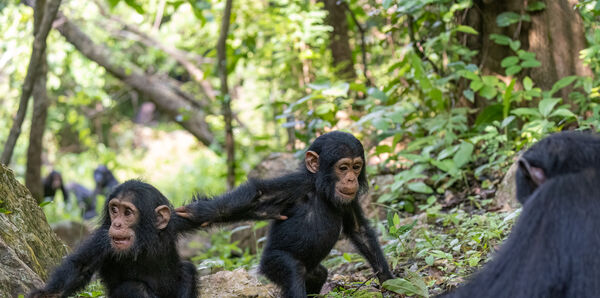Chimpanzee, Uganda 