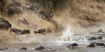 Buffalo in Africa