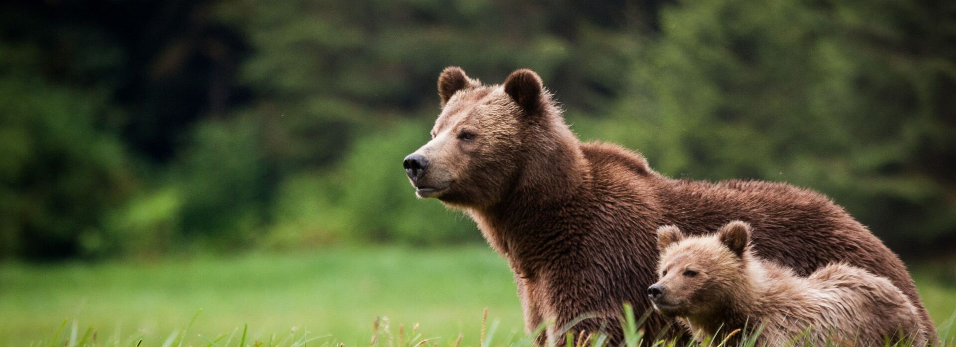 Knight Inlet Lodge Bears agent hero0